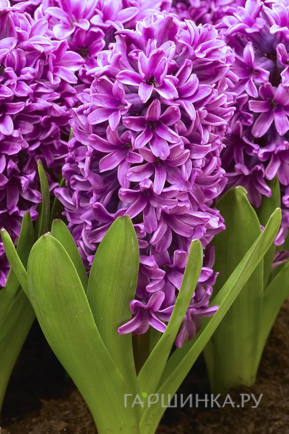 Гиацинт Мисс Сайгон 3шт