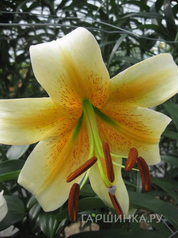 Лилия Мистер Кас ОТ-гибрид