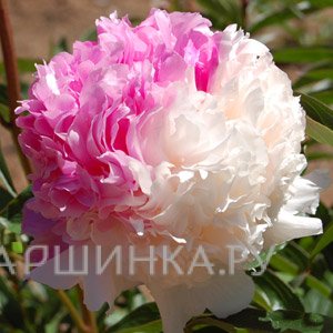 Пион Мистер Эд