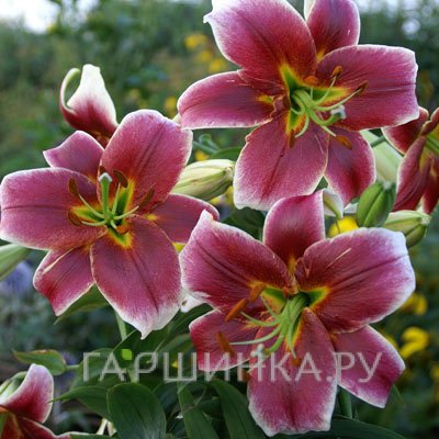 Лилия Мистер Джоб ОТ-гибрид/2шт