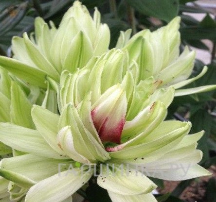 Лилия Мистери Дрим азиатская махровая 1шт