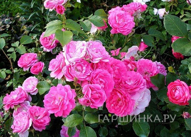 Роза Морден Сентенниал канадская парковая (лиц)