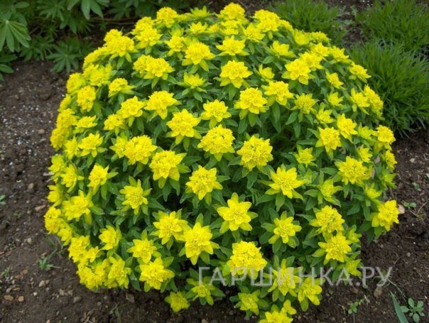 Молочай многоцветный