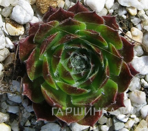 Молодило Кассиопея