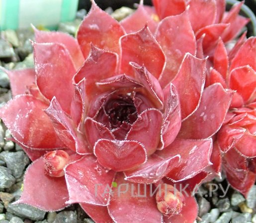 Молодило Орион