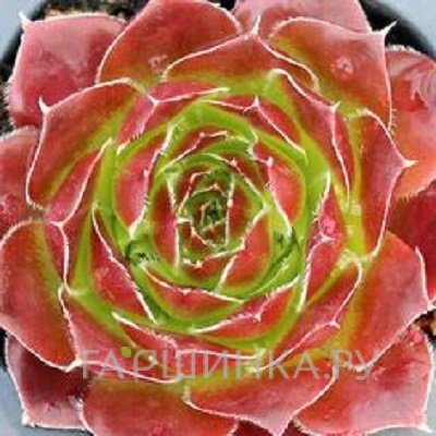 Молодило Сириус