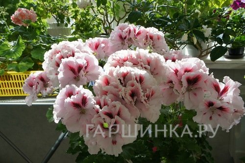 Пеларгония королевская Мона Лиза