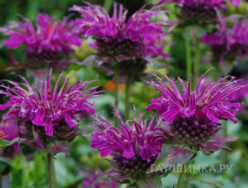 Монарда Скорпион