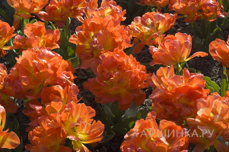 Тюльпан Монте Оранж махровый 5шт.