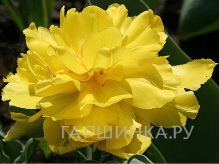 Тюльпан Монте Пеони  махровый 5шт.