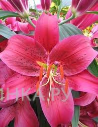 Лилия Монтезума восточная/2шт