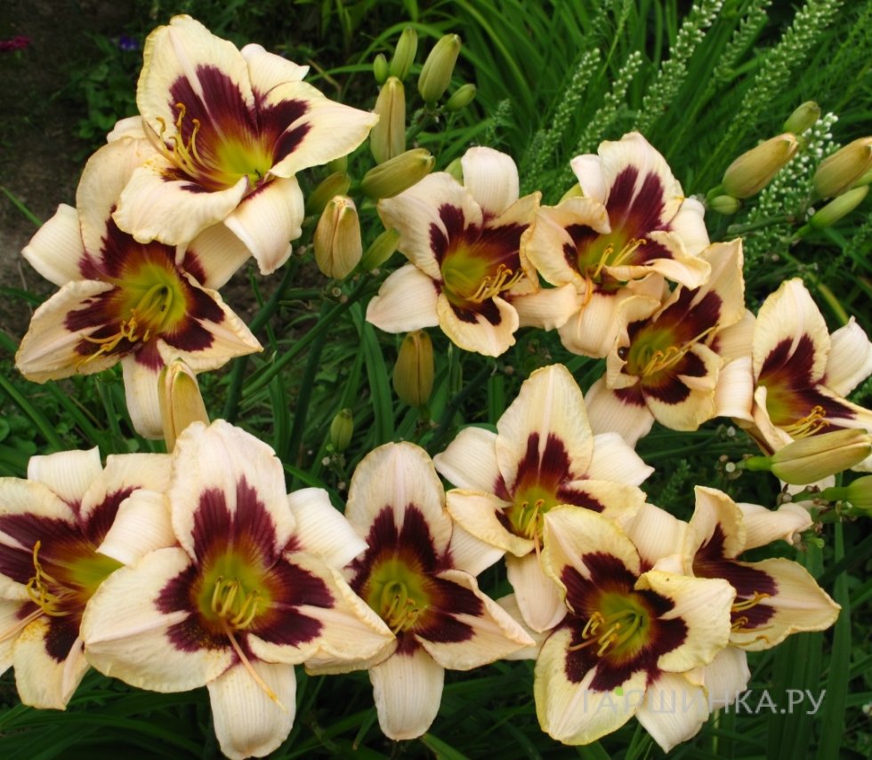 Лилейник Мунлит Маскарад