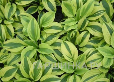 Хоста Moonsplit (ML)