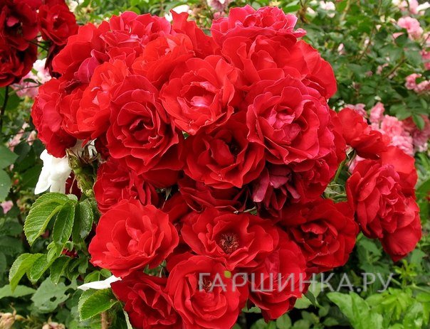 Роза Хоуп фо Хьюманити канадская парковая (лиц)