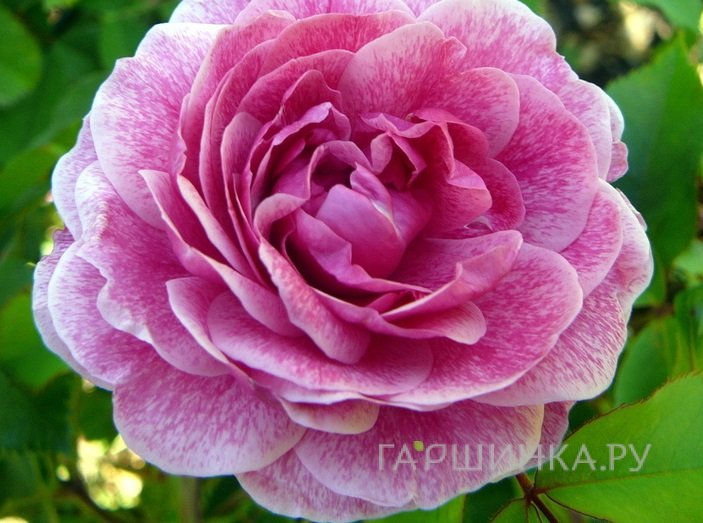 Роза Морден Руби канадская парковая (лиц)