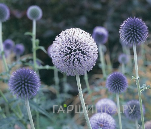 Мордовник обыкновенный Тэплоу Блю