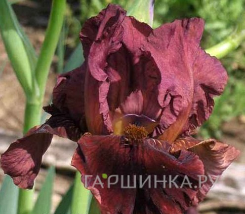 Ирис бородатый Монинг Шоу