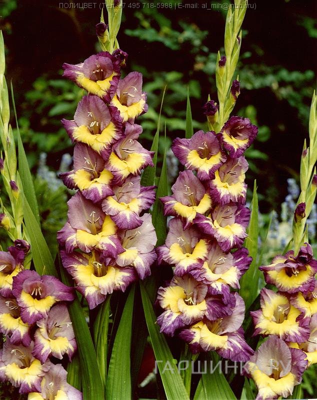 Гладиолус Динамит 5 шт