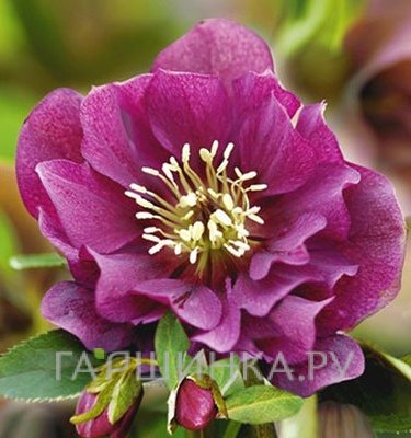 Морозник махровый Эллен Ред