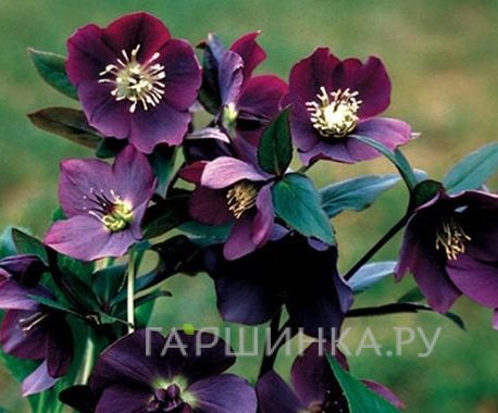 Морозник Металлик Блу Леди