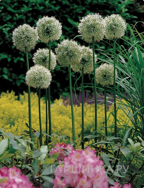 Лук декоративный Маунт Эверест