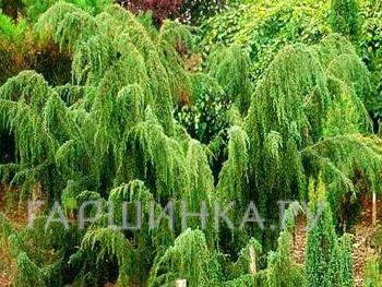 Можжевельник обыкновенный Horstmann
