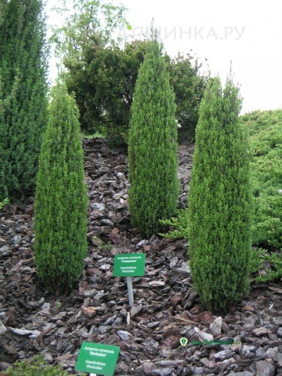 Можжевельник обыкновенный Компресса