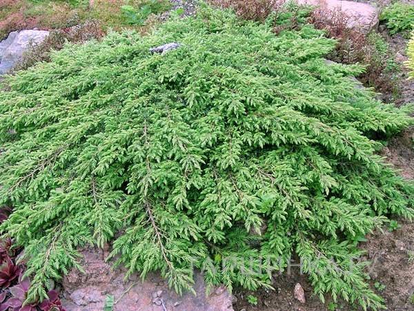 Можжевельник обыкновенный Грин Карпет