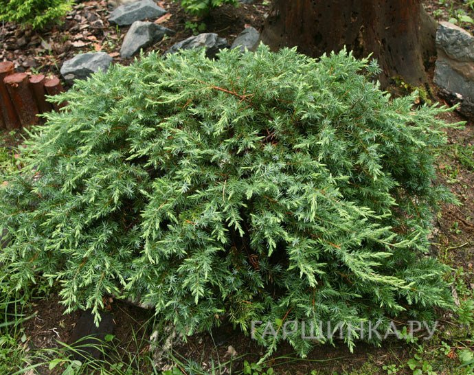 Можжевельник прибрежный Шлягер