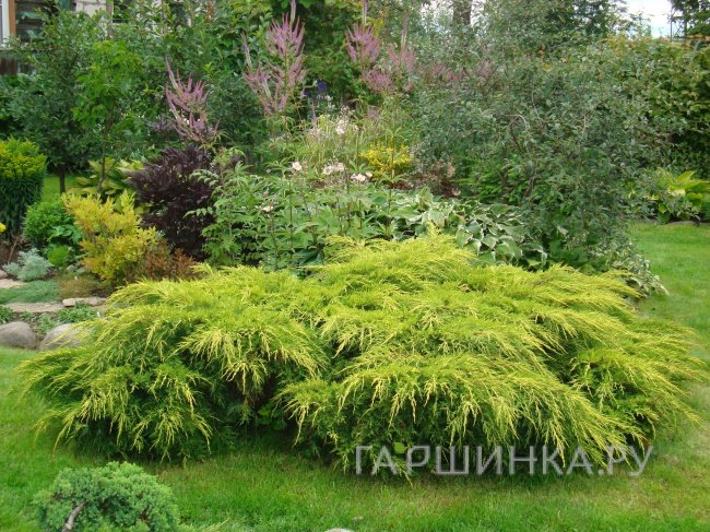 Можжевельник средний Голд Коаст