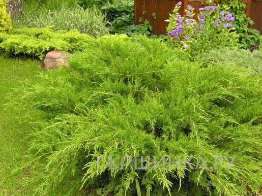 Можжевельник средний Минт Джулеп