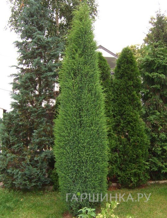 Можжевельник обыкновенный Суецика