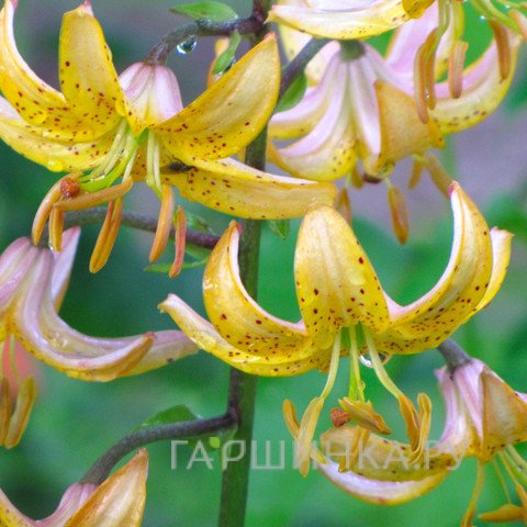 Лилия Мрс.Р.О.Бакхауз кудреватая/ 2шт