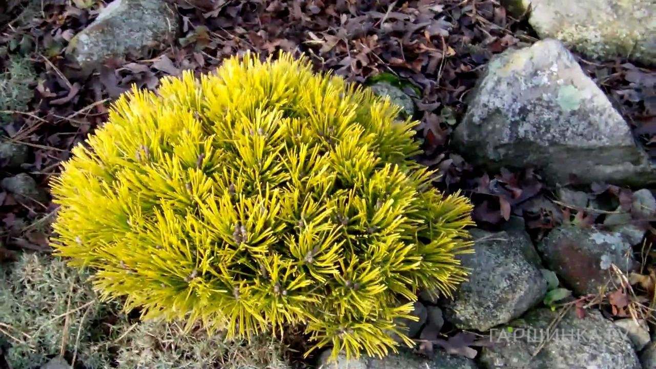 Сосна горная Mops Gold