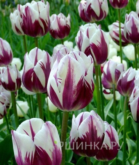 Тюльпан Multi Purple Flame многоцветковый 4шт