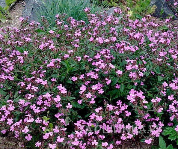 Мыльнянка базиликолистная