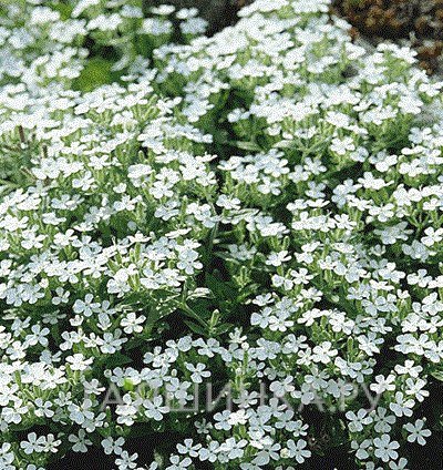 Мыльнянка White 3шт