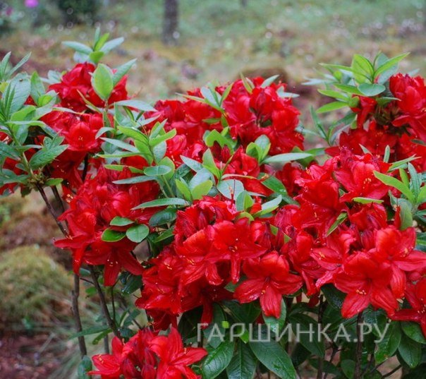 Рододендрон (Азалия) Набукко