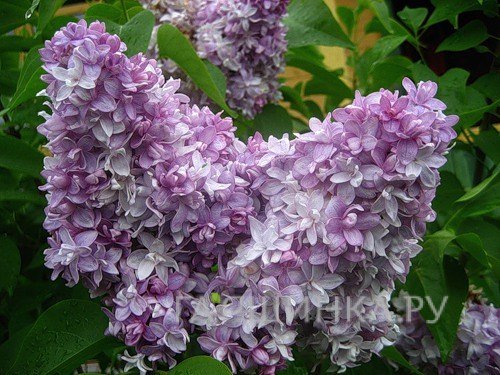 Сирень Надежда