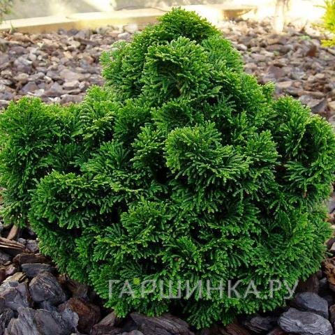 Кипарисовик тупой Нана Грацилис