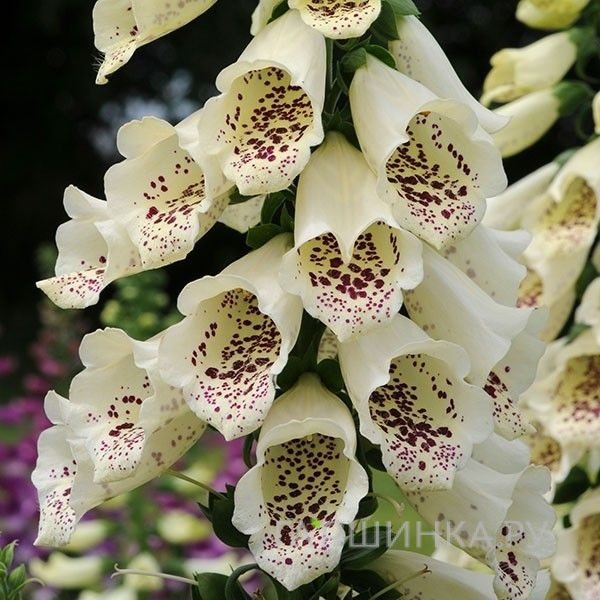 Наперстянка Виртуозо Крем