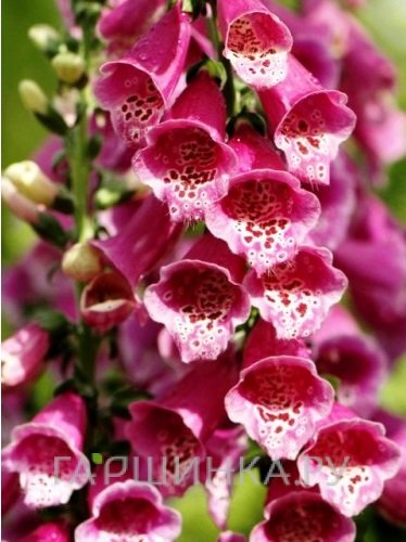 Наперстянка Виртуозо Ред