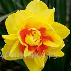 Нарцисс Монца махровый 5шт