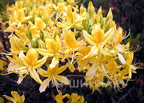 Рододендрон (Азалия) Narcissiflora Р9