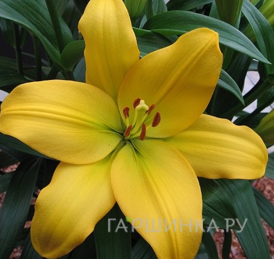 Лилия Нэшвилл ЛА-гибриды/2шт