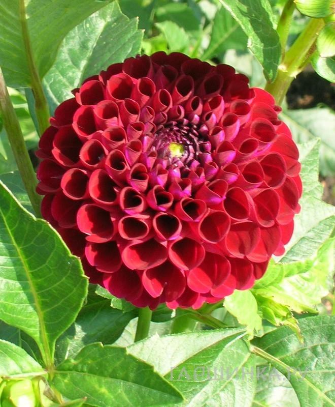 Георгина Натал шаровидная