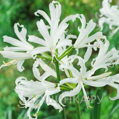 Нерине Боудени белая