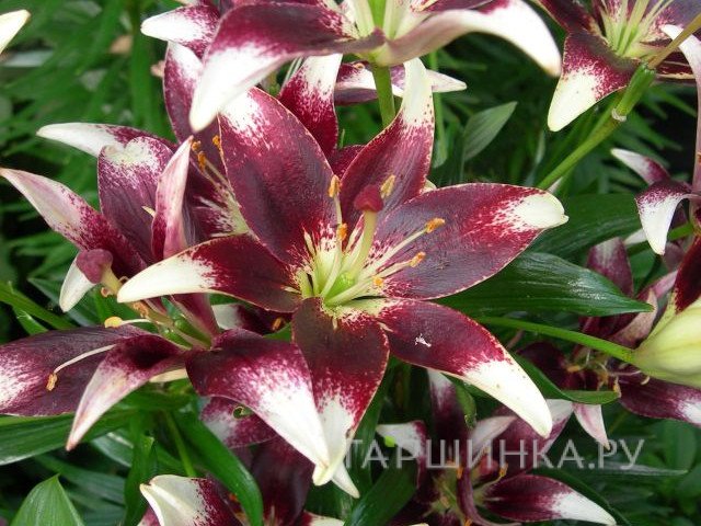 Лилия Неттис Прайд азиатская/ 2шт