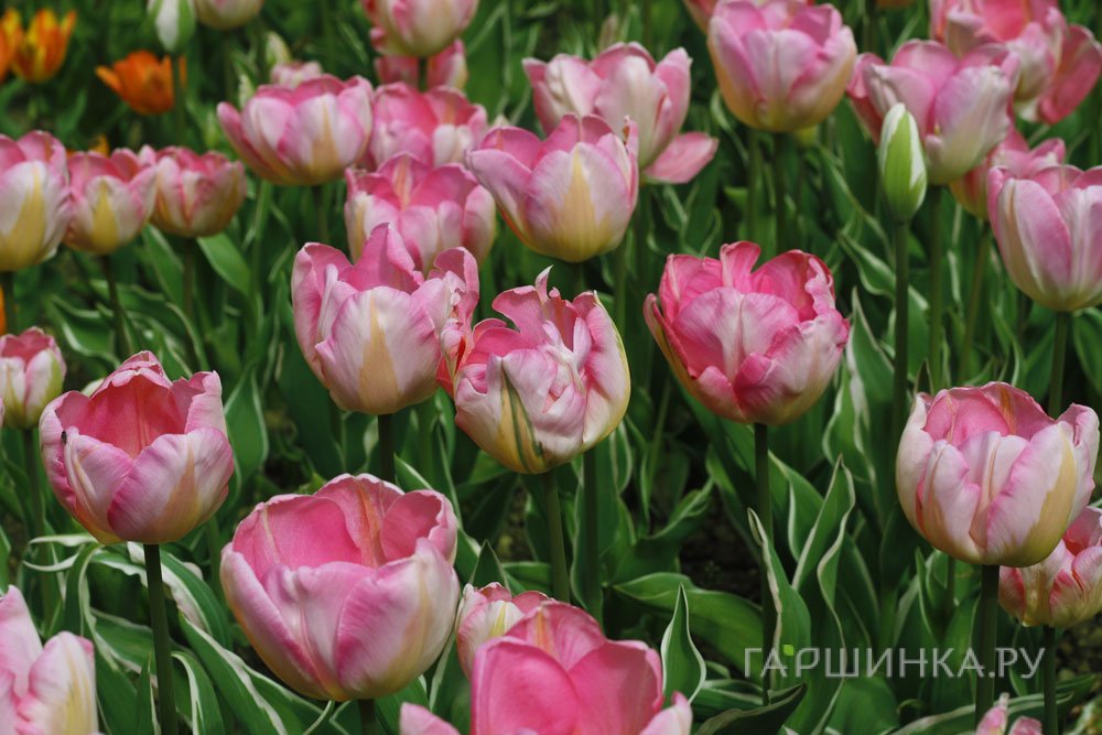 Тюльпан New Design Триумф 5шт