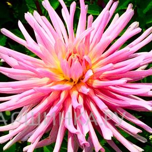 Георгина Нью Дименшион кактусовидная